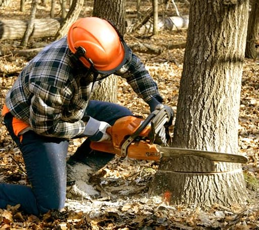 Tree Removal in Wilson, OK